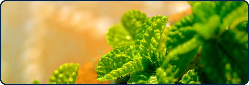 Famille eliquides mentholés - quel eliquide choisir - debutant - Les conseils de votre conseiller ecigarettes à Mouvaux - YZY MOUVAUX by Oncle Vape -